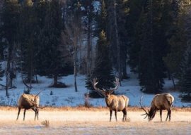 Bull-elk-in-meadow-Colorado-Parks-and-Wildlife-photo