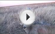 Spot & Stalk Mule Deer Bow hunt in Colorado