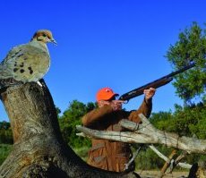 A DIY dove decoy. Photo by Jerry Neal (CPW).