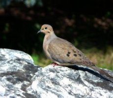 A mourning dove. Photo by © Wayne D. Lewis/CPW
