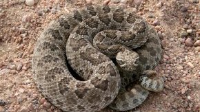 A prairie rattlesnake in Morgan County. Photo by CPW file photo.