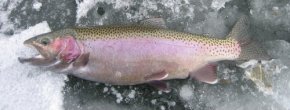 Colorado Rainbow trout
