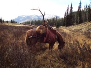 Guided Elk Hunts in Colorado