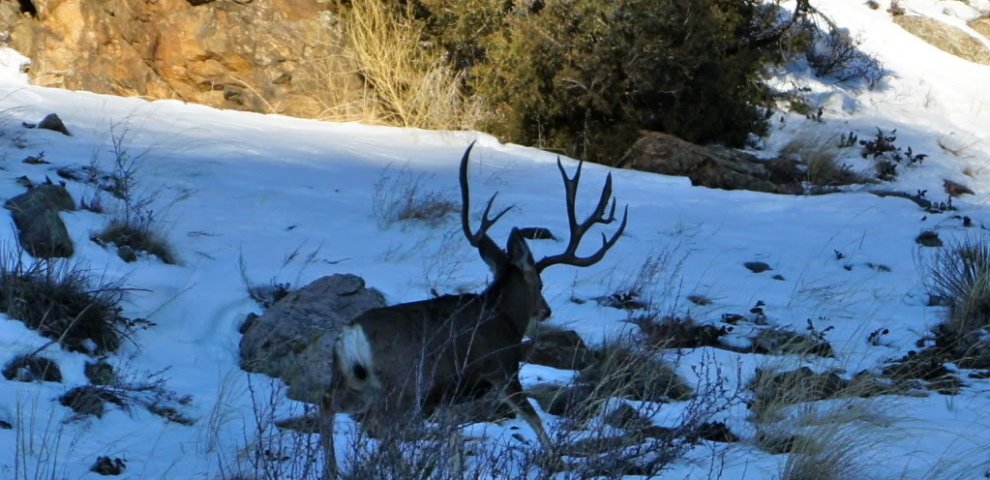 Colorado Mule Deer Hunting