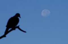The moon sits behind a dove decoy on Colorado's Eastern Plains. Photo by Jerry Neal/CPW.