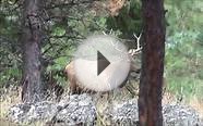 2013 Elk Song Ranch | Hunting Properties for Sale | Elk