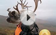 Alaska Unguided Caribou Hunts for Barren Ground Caribou