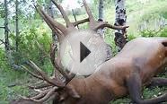 Colorado Elk Hunting at a World Class Elk Hunting Lodge