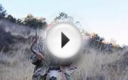 Hunting the Rut: Colorado Mule Deer Hunt 2014