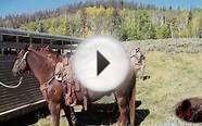 Pack Horses For Elk Hunting