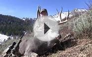 Three Great Nevada Mule Deer Hunts - MossBack