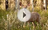 Wild Science: Netting mule deer in western Colorado